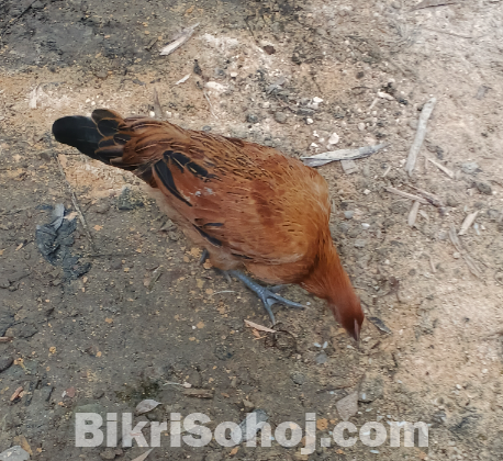 দেশি পালিত মুরগি